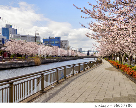 新川千本桜・江戸川区 96657380