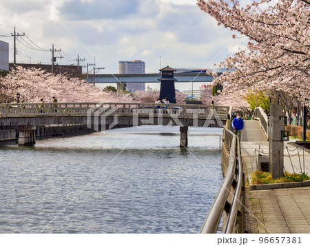 新川千本桜・江戸川区 新川千本桜・江戸川区 96657381
