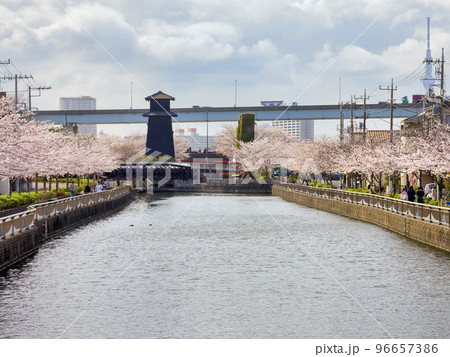 新川千本桜・江戸川区 96657386