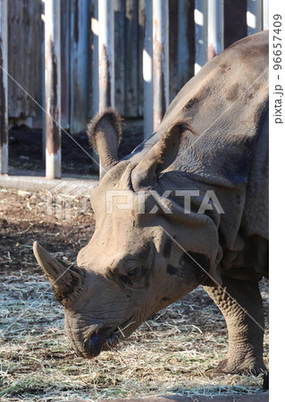 インドサイ インドサイ 96657409