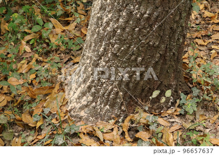 カシノナガキクイムシ被害によるナラ枯れ カシノナガキクイムシ被害によるナラ枯れ 96657637