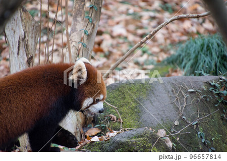レッサーパンダ 96657814