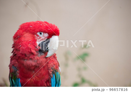 アカコンゴウインコ 96657816
