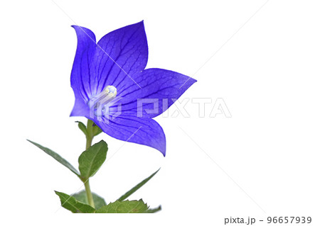 桔梗の花 　秋の七草のひとつ　（fix撮影） 96657939