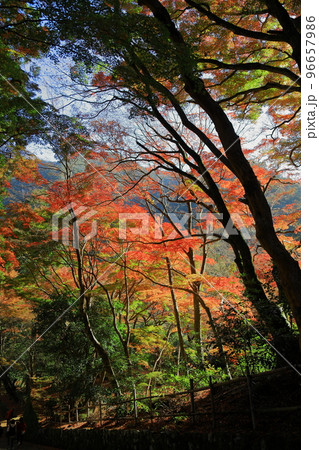 鰐淵寺の紅葉 鰐淵寺の紅葉 96657986