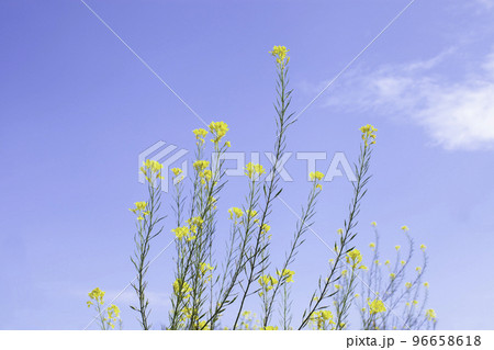 黄色い菜の花　からし菜 96658618