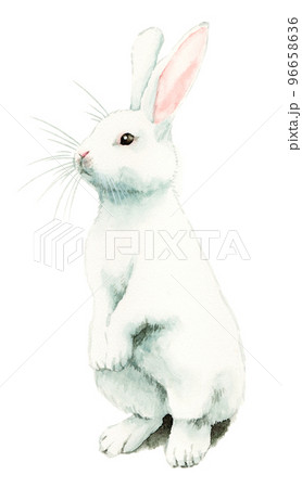 アナログ水彩立つ白うさぎのイラスト素材 [96658636] - PIXTA