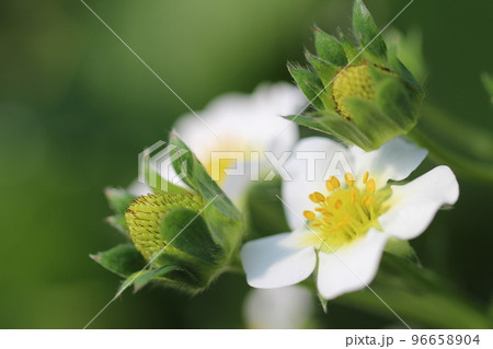 黄色いおしべ・めしべと白い花びらが美しいイチゴの花【2月】 96658904