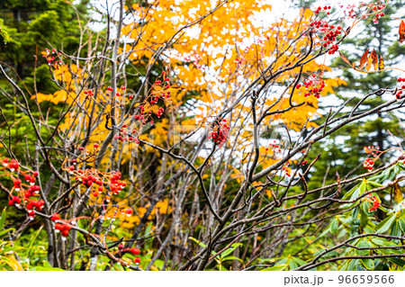 【福島県・磐梯吾妻スカイライン】一切経山トレッキング・コバルトブルーの五色沼と紅葉を見に行こう! 【福島県・磐梯吾妻スカイライン】一切経山トレッキング・コバルトブルーの五色沼と紅葉を見に行こう! 96659566