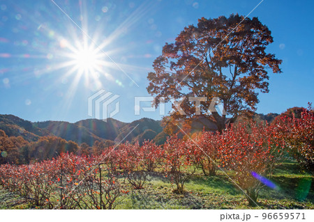 快晴の下、暖かな日差しと紅葉真っ盛りの開田高原の写真素材 [96659571