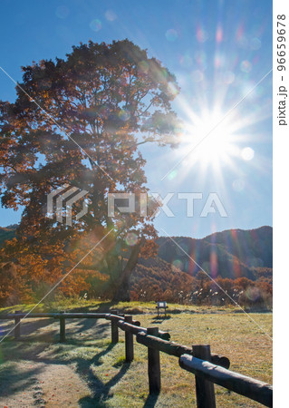 快晴の下、暖かな日差しと紅葉真っ盛りの開田高原の写真素材 [96659678