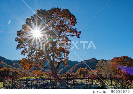 快晴の下、暖かな日差しと紅葉真っ盛りの開田高原の写真素材 [96659679