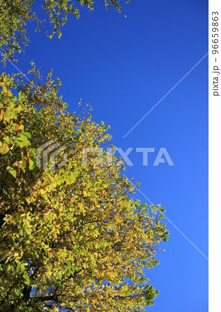 青空に映える黄葉 青空に映える黄葉 96659863