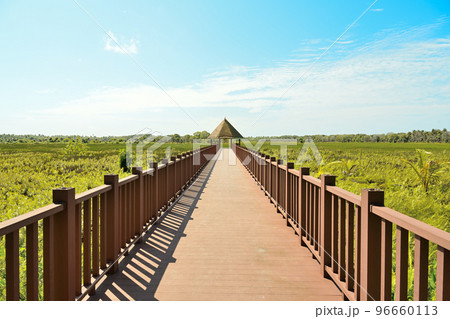 インド洋の真珠モルディブ・フォームラクの湿地 96660113