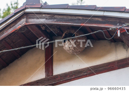 住宅にできたスズメバチの巣 住宅にできたスズメバチの巣 96660435