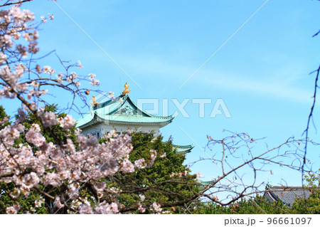 満開の桜と名古屋城の風景 96661097