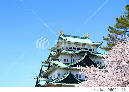 満開の桜と名古屋城の風景 満開の桜と名古屋城の風景 96661101
