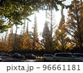 明治神宮外苑・銀杏並木 96661181