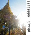 明治神宮外苑・銀杏並木 96661185