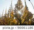 明治神宮外苑・銀杏並木 96661186