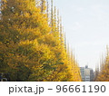 明治神宮外苑・銀杏並木 96661190