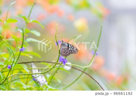 伊丹昆虫博物館のリュウキュウアサギマダラ 96661192
