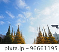 明治神宮外苑・銀杏並木 96661195
