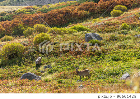秋の大雪山のエゾシカ 96661428