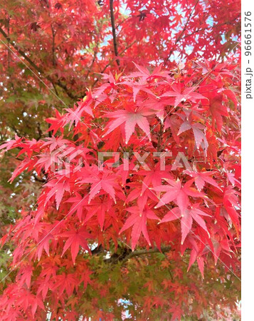 秋空の下　色づきはじめた紅葉の葉のついた枝017 96661576