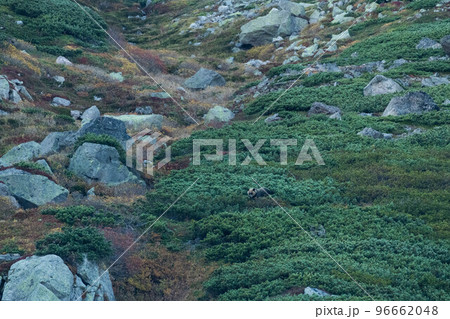 秋の大雪山のヒグマ 96662048