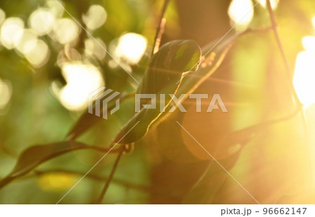 tree leaf hanging on branch on sunset light spreading in garden  96662147