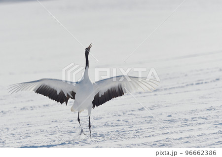 タンチョウのダンス(北海道・鶴居) タンチョウのダンス(北海道・鶴居) 96662386
