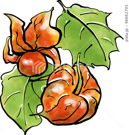 鬼灯（ほおずき）の手書きイラスト（筆書き墨絵風） 96662705