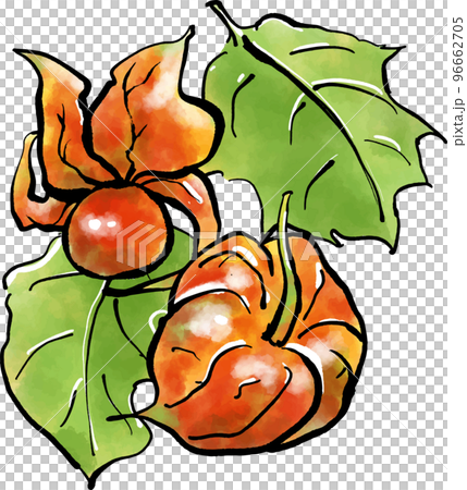 鬼灯（ほおずき）の手書きイラスト（筆書き墨絵風） 96662705