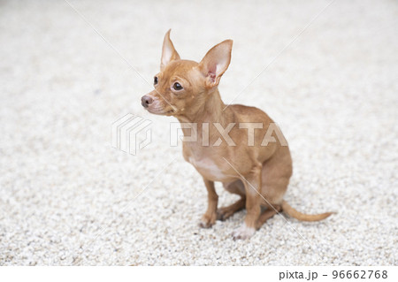 お座りして微笑むロシアントイテリア 96662768