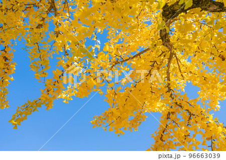 秋の千種公園、黄葉するイチョウ〈愛知県名古屋市〉 96663039