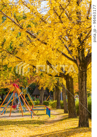 秋の千種公園、黄葉するイチョウ〈愛知県名古屋市〉 96663177