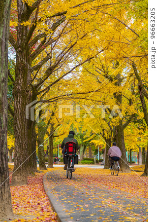 秋の千種公園、黄葉するイチョウ〈愛知県名古屋市〉 96663205