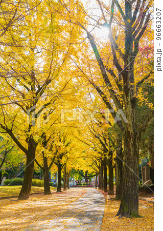 秋の千種公園、黄葉するイチョウ〈愛知県名古屋市〉 秋の千種公園、黄葉するイチョウ〈愛知県名古屋市〉 96663207