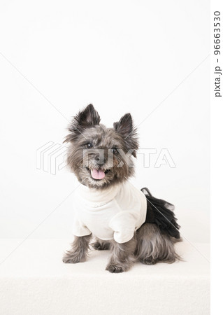 お座りして微笑むケアーンテリア お座りして微笑むケアーンテリア 96663530