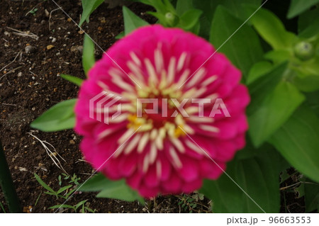 ピンクの薔薇 96663553