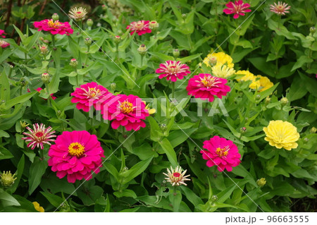 薔薇 薔薇 96663555