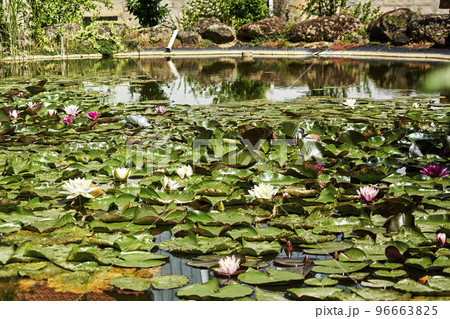 Small water lily pond with a dense carpet of water lilies in foreground and out of focus background, selective focus on front area 96663825