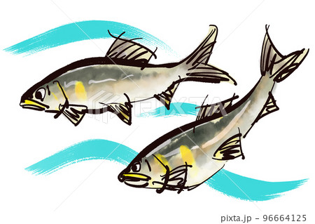 鮎（あゆ）の手書きイラスト（筆書き墨絵風） 96664125