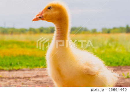 Gosling. Poultry farm for breeding geese. Little goose chicks in the grass. 96664449