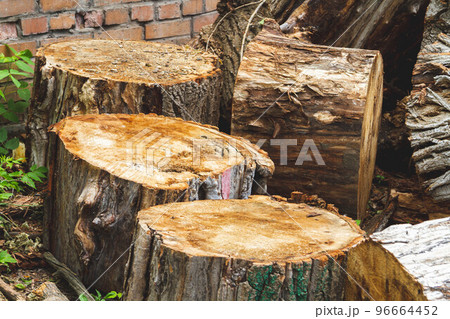 The problem of deforestation. Export of timber from the country. The problem of deforestation. Export of timber from the country. 96664452