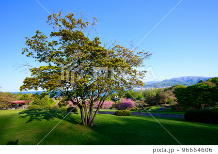 北海道 小樽港と桜の風景 北海道 小樽港と桜の風景 96664606