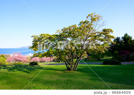 北海道　小樽港と桜の風景 96664609