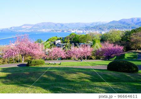北海道 小樽港と桜の風景 北海道 小樽港と桜の風景 96664611