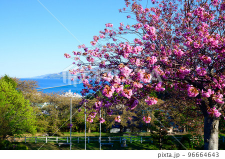 北海道　小樽港と桜の風景 96664643